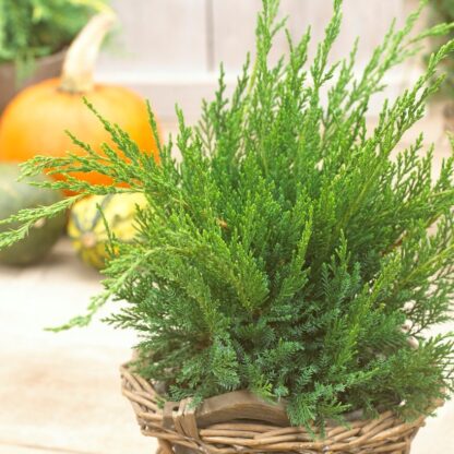 Juniperus x Pfitzeriana Mint Julep