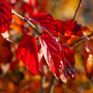 Parrotia Persica Persian Spire