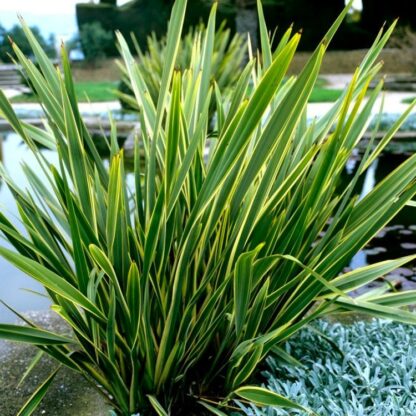 Phormium Duet - New Zealand Flax