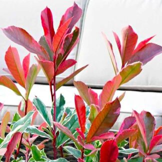 Photinia Cassini Pink Marble  - Hardy