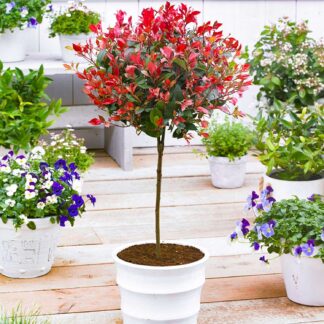 Photinia Red Robin - Large Evergreen Specimen Standard Tree - 160-180cm