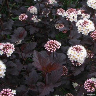 Physocarpus Opulifolius Diabolo - Diablo Ninebark