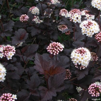 Physocarpus Opulifolius Diabolo - Diablo Ninebark