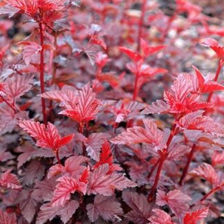 Physocarpus Opulifolius Lady in Red - Ninebark