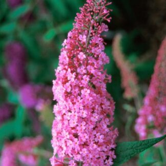 Buddleja Davidii Pink Delight - Butterfly Bush Buddleia - Large
