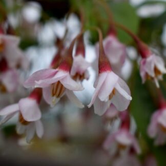 Styrax Japonica Pink Chimes - Circa 220-260cm