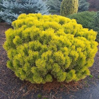 Pinus Mugo Carstens Wintergold - Dwarf Winter Gold Pine