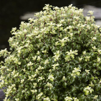 Pittosporum Gold Star - Kohuhu