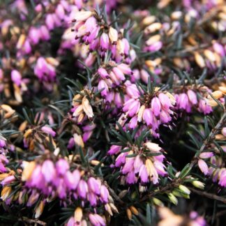 Heather Plant - Erica Carnea 'Winterfreude'