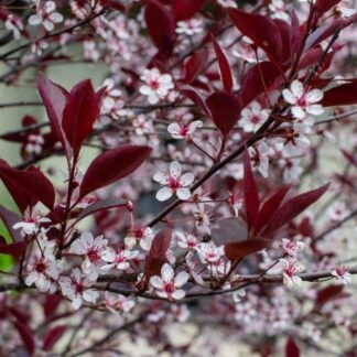 Prunus Nipponica 'Ruby'