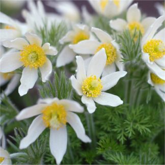 Pulsatilla Vulgaris Alba - White Swan Pasque Flower