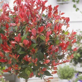Photinia Fraseri Robusta - Red Robin - Compact Evergreen - Large Standard Tree Circa 160-180cm