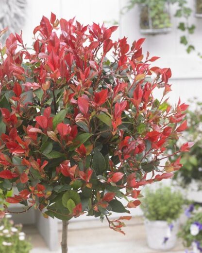 Photinia Fraseri Robusta - Red Robin - Compact Evergreen - Large Standard Tree Circa 160-180cm