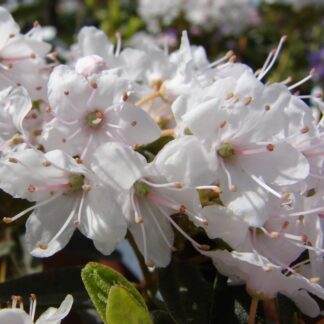 Rhododendron Impeditum Album - Dwarf White Rhododendron