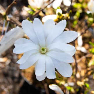 Magnolia Stellata 'Waterlily' – Star Magnolia
