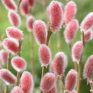 Salix Gracilistyla 'Mount Aso' - Japanese Pink Pussy Willow