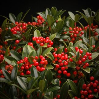Skimmia Japonica Rockyfield Green