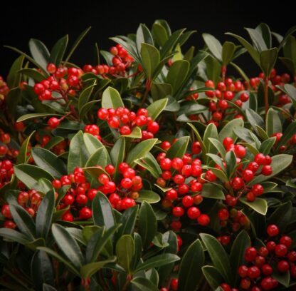 Skimmia Japonica Rockyfield Green