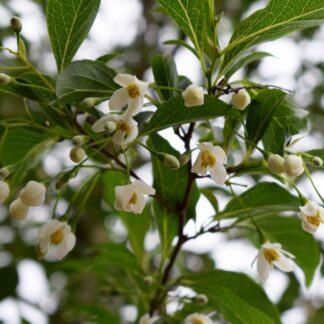 Styrax Japonica Snow Cone - Circa 250-300cm