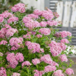 Spiraea Japonica Little Princess