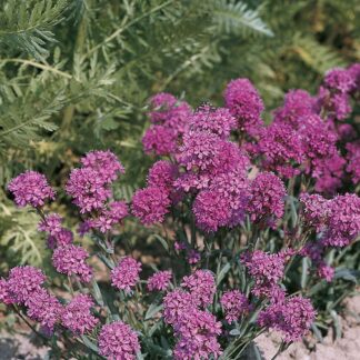 Lychnis Alpina 'Magenta'