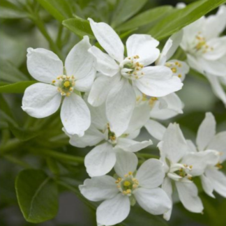 Choisya Ternata - Mexican Orange Blossom