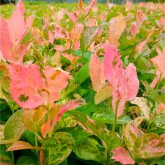 Blueberry Flamingo - New Pink Variegated Evergreen Vaccinium Corybosum Flamingo