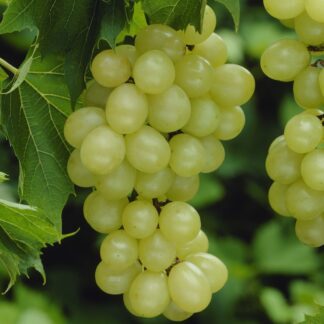 Vitis Vinifera White Muscat of Alexandria - Grape Vine