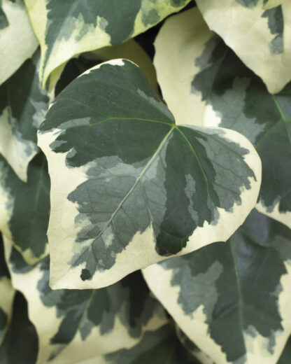 Hedera Colchica 'Dentata Variegata' Large 150-180cm