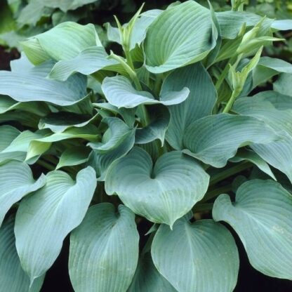 Hosta Blue Angel