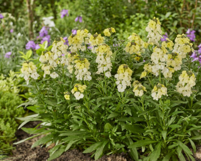 Erysimum Lemon Glow - in Bud And Bloom
