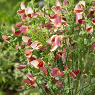 Cytisus Scoparius Maria Burkwood