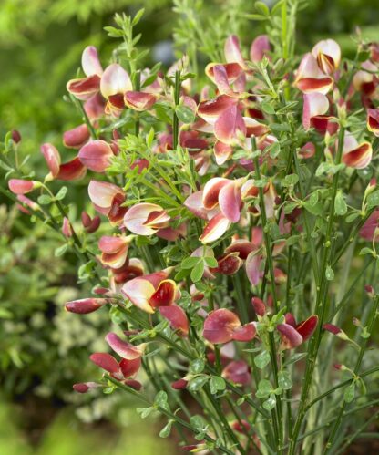 Cytisus Scoparius Maria Burkwood