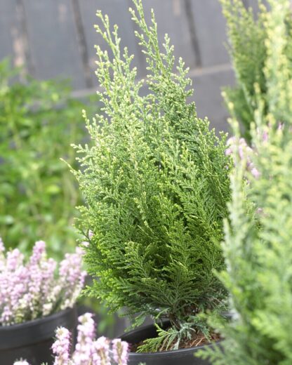 Chamaecyparis Lawsoniana White Spot