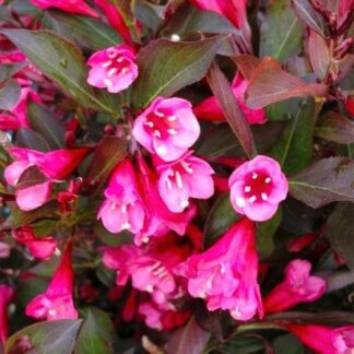 Weigela Florida Victoria