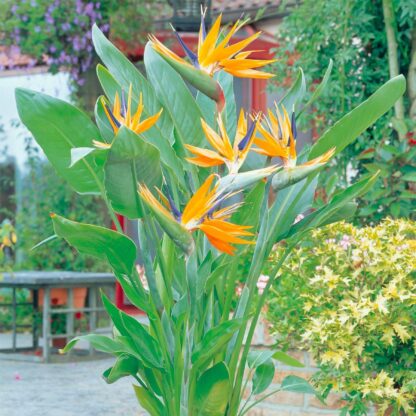 Strelitzia Reginae - Bird of Paradise Plant