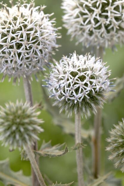 Echinops Sphaerocephalus "Arctic Glow" - Arctic Glow Globe Thistle