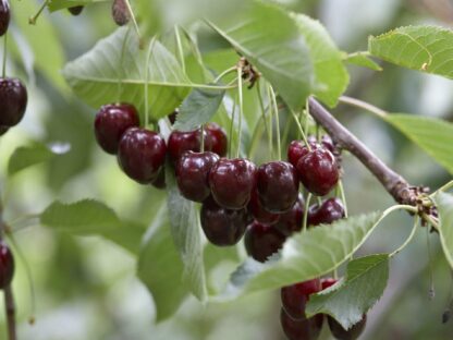 Patio Fruit Tree - Cherry -  Prunus Avium Regina