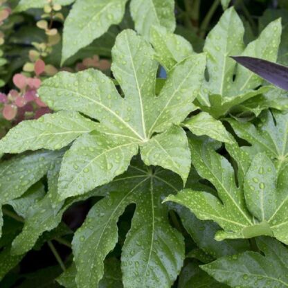 Fatsia Japonica - Extra Large Plant - Circa 120-140cms Tall