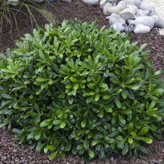 Pittosporum Tobira Nana - Nanum Kohehu - Evergreen Japanese Mock Orange