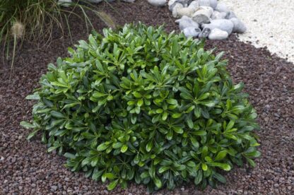 Pittosporum Tobira Nana - Nanum Kohehu - Evergreen Japanese Mock Orange
