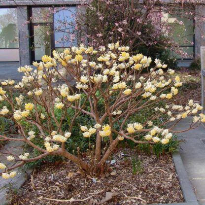 Edgeworthia Papyrifera Winter Love - Edgeworthia Snow Cream Honeybush