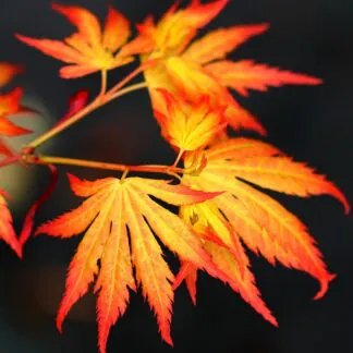 Acer Palmatum Orange Dream - Large Circa 100cm - 120cm Japanese Maple