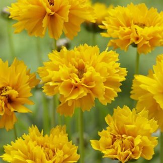 Coreopsis Grandiflora Early Sunrise
