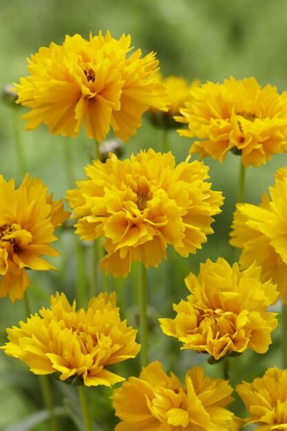 Coreopsis Grandiflora Early Sunrise