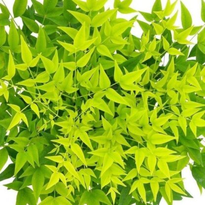 Nandina Domestica Lemon-Lime - Brightly Coloured Heavenly Bamboo