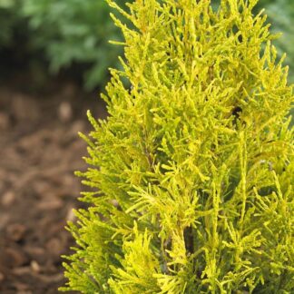 Thuja Plicata 4ever Goldy