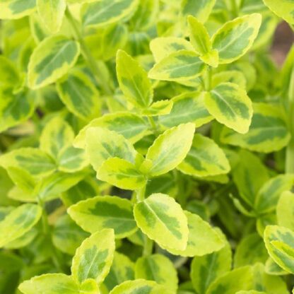 Euonymus Fortunei Emerald & Gold