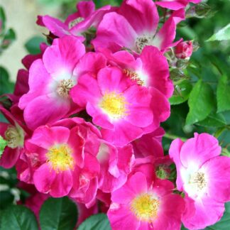Large 6-7ft Specimen - Climbing Rose American Pillar