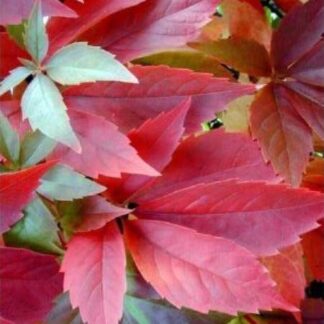 Virginia Creeper Vine - Large 5-6ft Specimen Plant - Parthenocissus Quinquefolia Engelmannii - Boston Ivy